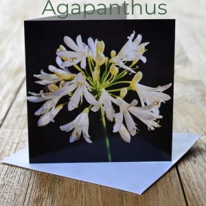 Greeting Card - Agapanthus