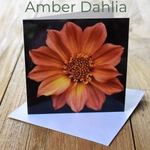 Greeting Card - Amber Dahlia