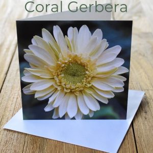 Greeting Card - Coral Gerbera