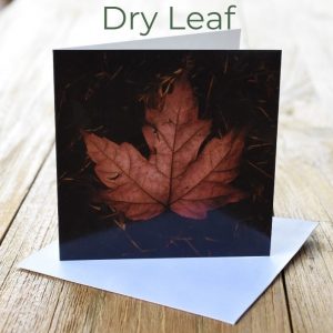 Greeting Card - Dry Leaf