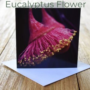 Greeting Card - Eucalyptus Flower