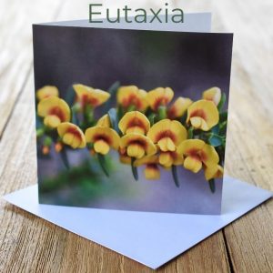 Greeting Card - Eutaxia