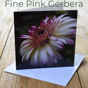 Greeting Card - Fine Pink Gerbera