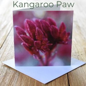 Greeting Card - Kangaroo Paw
