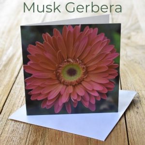 Greeting Card - Musk Gerbera