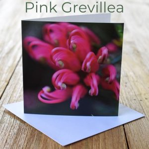 Greeting Card - Pink Grevillea