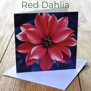 Greeting Card - Red Dahlia
