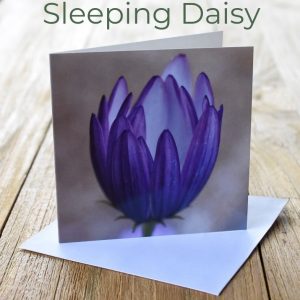 Greeting Card - Sleeping Daisy