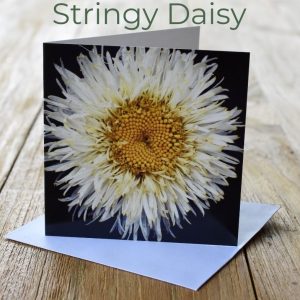 Greeting Card - Stringy Daisy