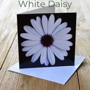Greeting Card - White Daisy