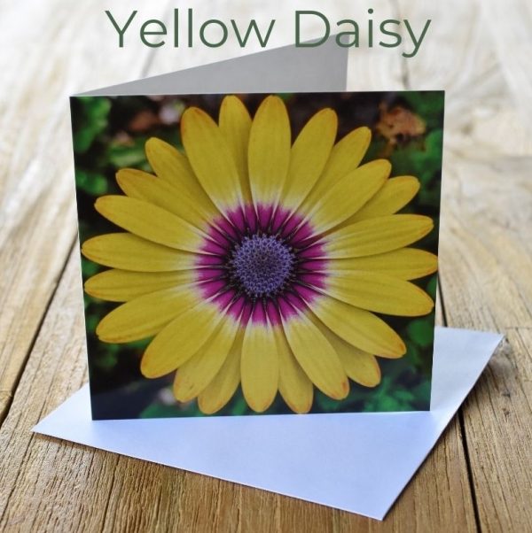 picture of yellow daisy